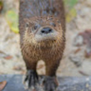 Meet your Posher, Peto